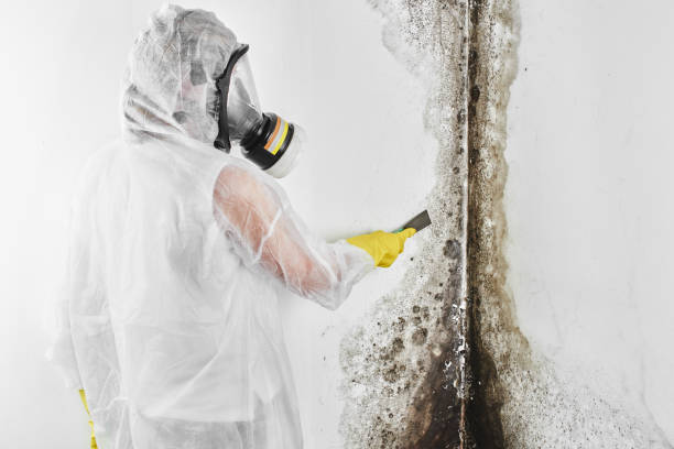 Best Mold Odor Removal Services  in Seaford, DE